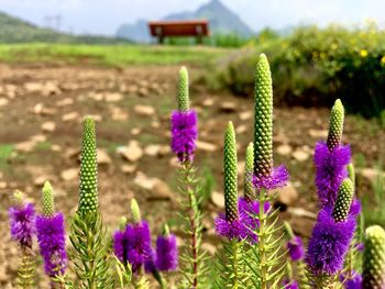 Close-up of purple flowering plants on field