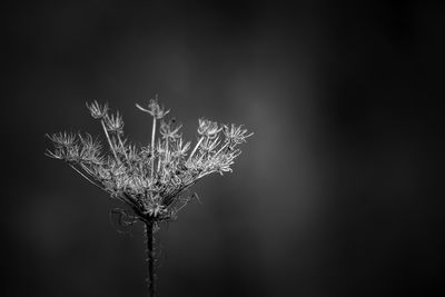 Close-up of dried flowers