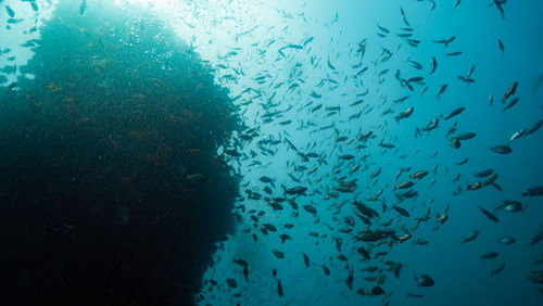 View of fish underwater