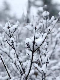 Close-up of snow covered plant