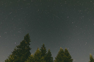 Low angle view of trees against star field at night