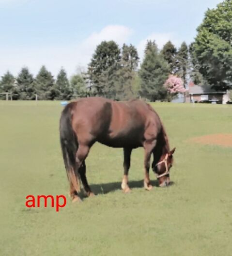 HORSE GRAZING ON FIELD AGAINST TREES