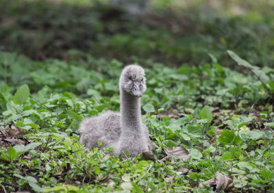 Bird on grass against plants