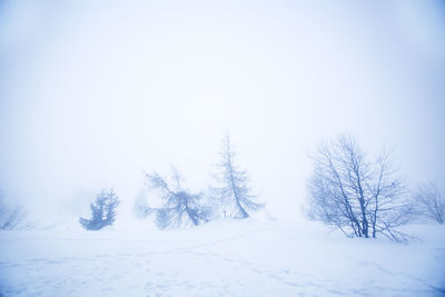 Bare trees on snow covered land against sky