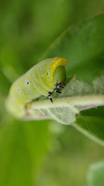 Close-up of insect on leaf