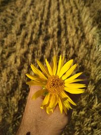 Close-up of yellow flower in field