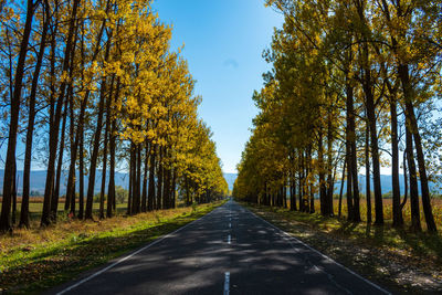 Road amidst trees against sky during autumn