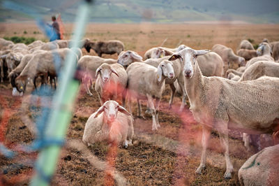 Flock of sheep on field