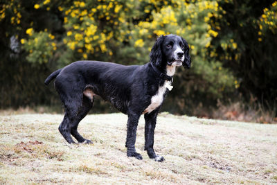 Black dog looking away