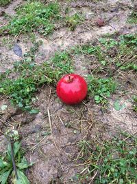 High angle view of red fruit on grass