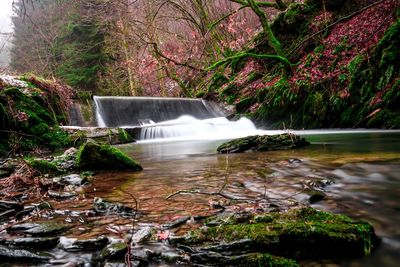 Scenic view of waterfall in forest