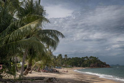 Palm trees on beach against sky