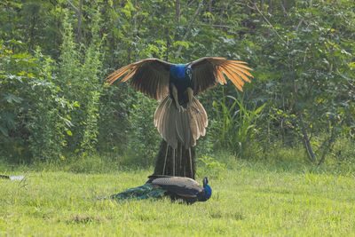 bird