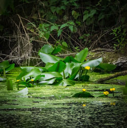 Close-up of lotus water lily in lake