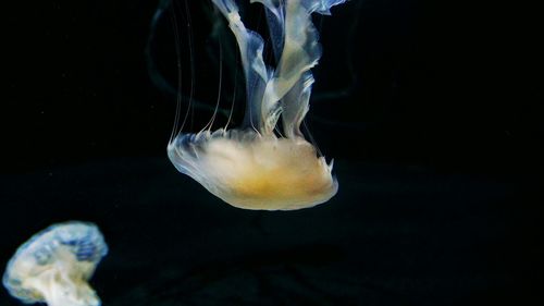 Close-up of jellyfish in water