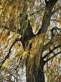 Low angle view of trees in forest