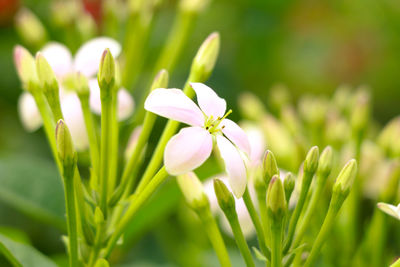 Close-up of white flowering plant