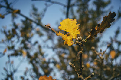 Leaves of a tree the color of autumn about to fall for the season