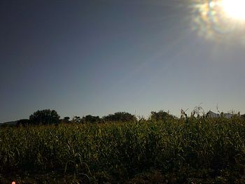 Crops growing on field against clear sky