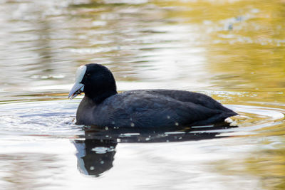 Black swan swimming in lake