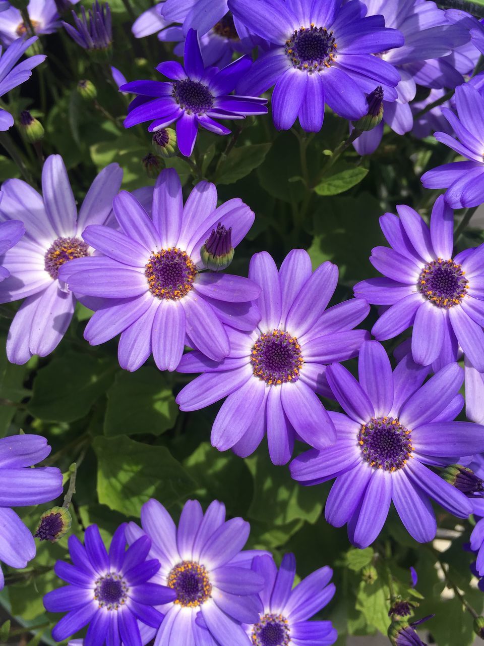 CLOSE-UP OF FLOWERS BLOOMING OUTDOORS