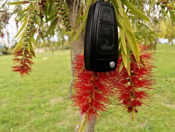 Close-up of car key hanging on tree