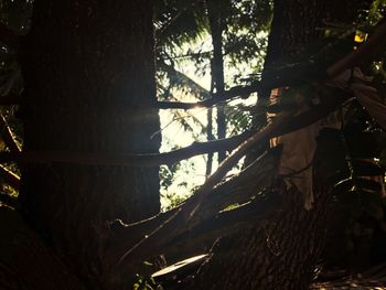 Low angle view of trees in forest