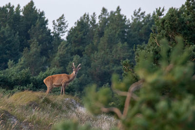 Deer in a forest