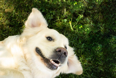 Happy golden retriever lying on his back on the lawn and smiling.