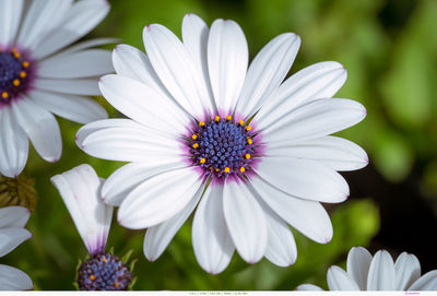 Close-up of white daisy flowers