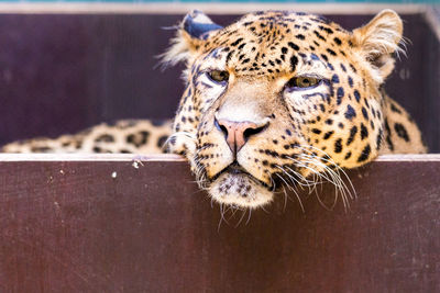 Close-up portrait of leopard relaxing in wooden box at zoo