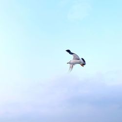 Low angle view of seagull flying in sky