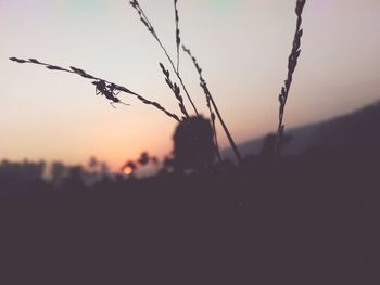 Close-up of silhouette plants on field against sky at sunset