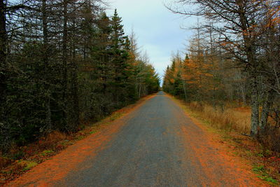 Road passing through forest