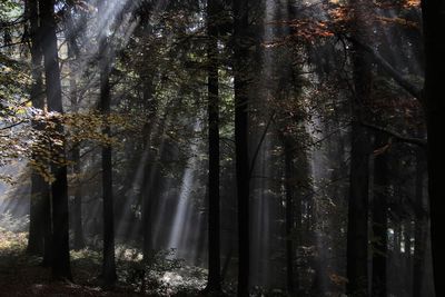 View of trees in forest
