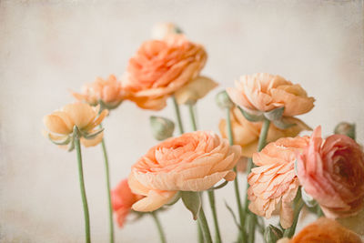 Close-up of roses on table