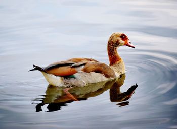 Duck swimming in lake