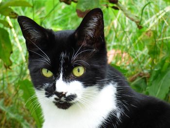 Close-up portrait of a cat