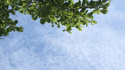 Low angle view of tree against sky