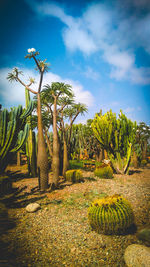 Trees growing on field against sky