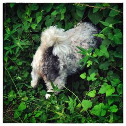 Close-up of dog on grass