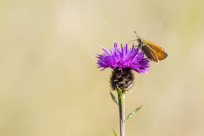 Close-up of insect on purple flower