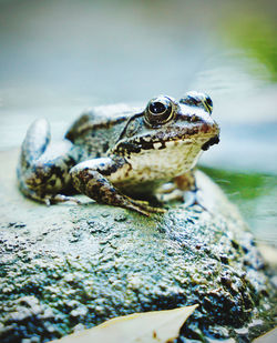 Close-up of frog on rock