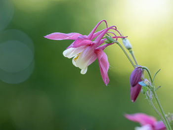 Close-up of pink flowering plant