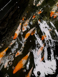 High angle view of koi carps swimming in lake