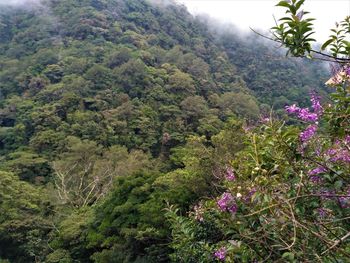 Scenic view of flowering plants and trees in forest