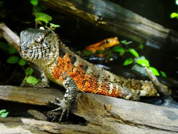 Close-up of lizard on tree