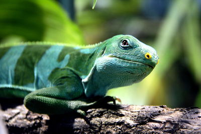 Close-up of a lizard