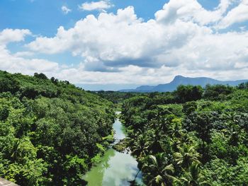 Panoramic shot of trees and plants against sky