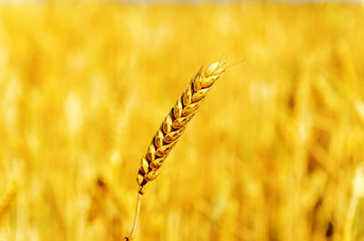 Close-up of wheat growing on field